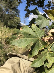 Brachychiton australis