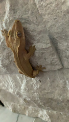 Correlophus ciliatus