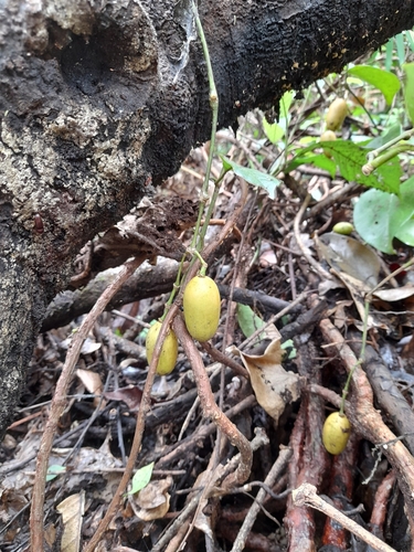 Gnetum leyboldii observed 2020-08-26