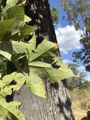 Brachychiton australis
