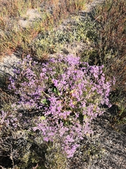 Limonium meyeri