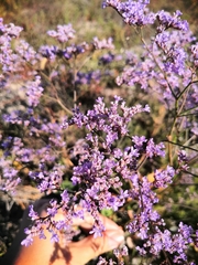 Limonium meyeri