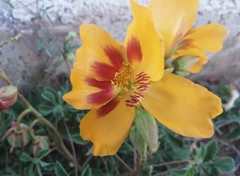 Cochlospermum wrightii
