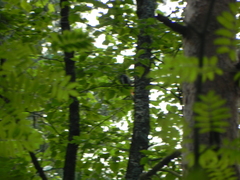 Dendrocopos major