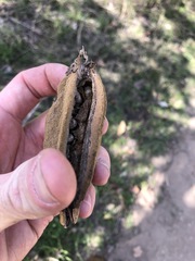 Brachychiton australis