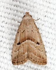 Hypenodes palustris