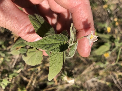 Abutilon oxycarpum (Abutilon oxycarpum)