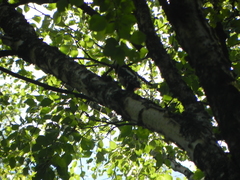 Dendrocopos major