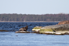 Pusa hispida botnica