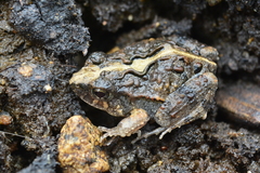 Physalaemus kroyeri