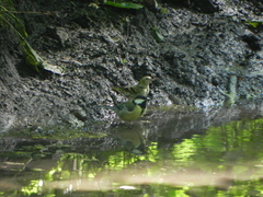 Parus major