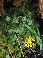 Tephroseris newcombei