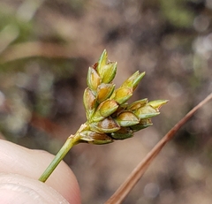 Cyperus houghtonii