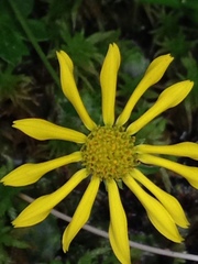 Tephroseris newcombei