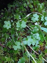 Tephroseris newcombei