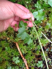 Tephroseris newcombei