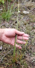 Cyperus houghtonii