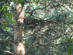 Corvus cornix