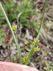 Cyperus houghtonii