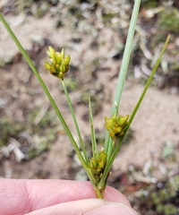 Cyperus houghtonii