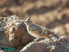 Galerida cristata
