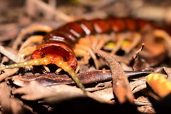 Cormocephalus coynei