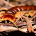 Cormocephalus coynei - Photo (c) Daniel Terrington, algunos derechos reservados (CC BY-NC), subido por Daniel Terrington