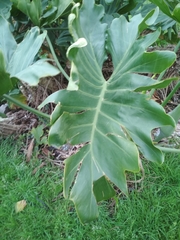 Thaumatophyllum undulatum