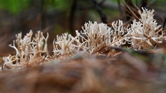 Ramaria gracilis