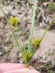 Cyperus houghtonii