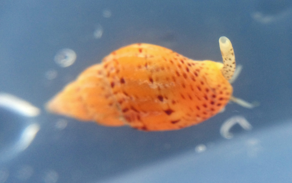 Wrinkled Amphissa (Animals of the Lower Mainland) · iNaturalist