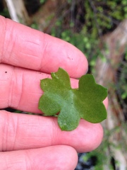 Tephroseris newcombei