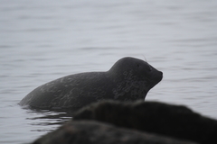 Pusa hispida botnica
