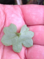 Tephroseris newcombei