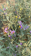 Solanum elaeagnifolium