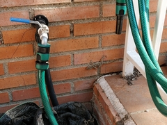 Tarentola mauritanica