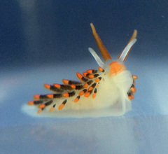 Diaphoreolis lagunae