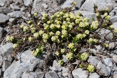 Galium megalospermum
