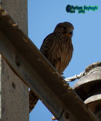 Falco tinnunculus