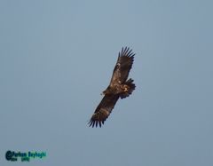 Aquila nipalensis