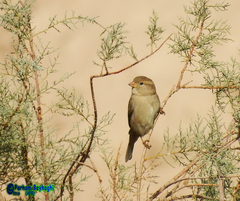 Passer domesticus