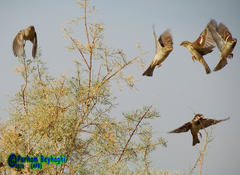 Passer domesticus