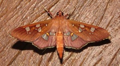 Phostria temira
