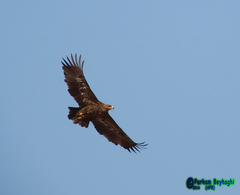 Aquila nipalensis
