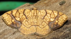 Nematocampa arenosa