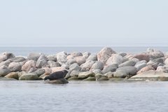 Pusa hispida botnica