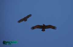 Aquila nipalensis