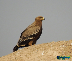 Aquila nipalensis