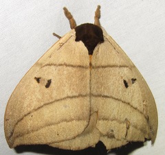 Hemileucinae