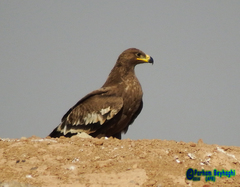 Aquila nipalensis
